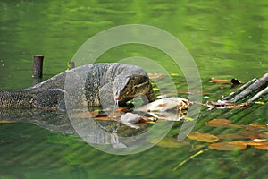 Varanus salvator(water monitor lizard) eating fish on woodpallet in water