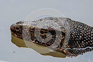 Varanus salvator or water monitor in nature. He swimming and hide in the water for find the food