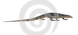 Varanus salvator on white background photo