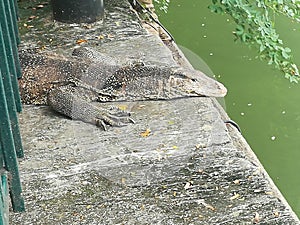 Varanus salvator