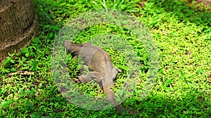 Varanus searching for food in Sri Lanka