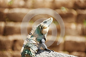 Varanus sitting on the stone, Chichen Itza, Mexico photo