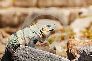 Varanus sunbathing in natural habitat, Mexico