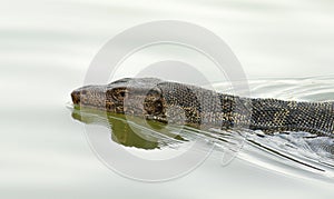 Varanus in water in summer day