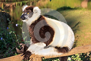 Varecia lemur Madagascar photo