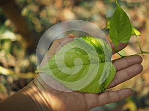 vareigated mulberry leave in hand and clear bueaty full plants