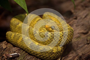 Variable Bush Viper Snake photo