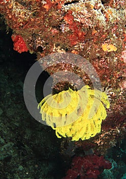 Variable bushy feather star