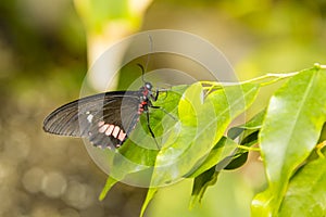 Variable Cattleheart Butterfly