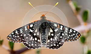 Variable checkerspot butterfly