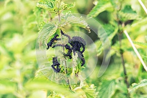 Variable Checkerspot Butterfly Caterpillars
