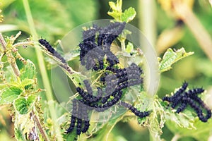 Variable Checkerspot Butterfly Caterpillars