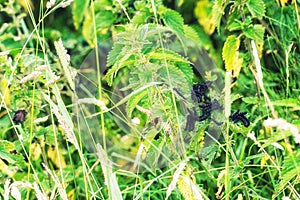 Variable Checkerspot Butterfly Caterpillars