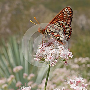 Variable Checkerspot Euphydryas chalcedona butterfly.