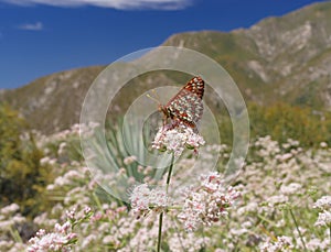 Variable Checkerspot Euphydryas chalcedona butterfly.