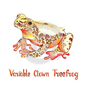 Variable clown tree frog  Dendropsophus triangulum , isolated on white hand painted watercolor illustration photo
