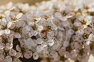 Light translucent spider on small white flowers