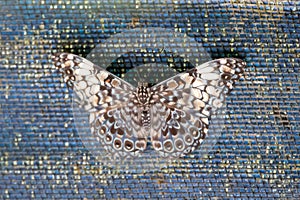 Variable cracker butterfly, Hamadryas feronia photo
