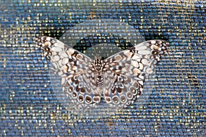 Variable cracker butterfly, Hamadryas feronia