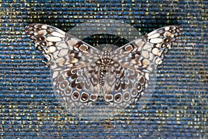 Variable cracker butterfly, Hamadryas feronia