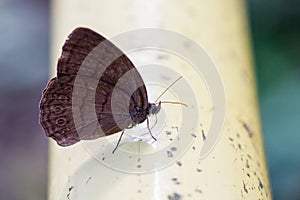 Variable Cracker Hamadryas