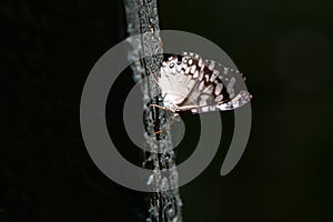 Variable Cracker Hamadryas