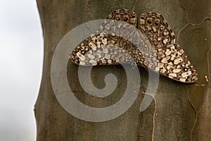 Variable Cracker Hamadryas feronia Butterfly Tree