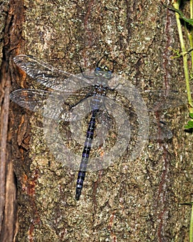 Variable Darner Dragonfly
