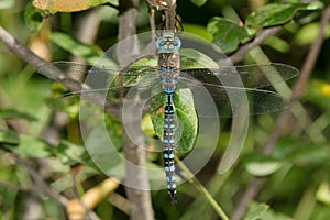 Variable Darner Dragonfly - Aeshna interrupta