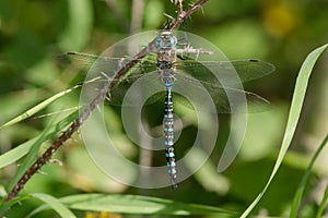 Variable Darner Dragonfly - Aeshna interrupta