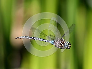 Variable Darner Dragonfly in Flight photo