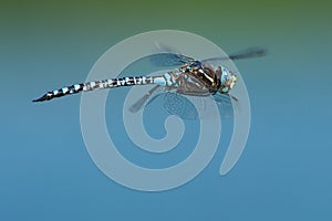 Variable Darner Dragonfly - Aeshna interrupta
