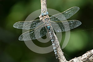 Variable Darner Dragonfly - Aeshna interrupta