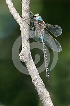 Variable Darner Dragonfly - Aeshna interrupta