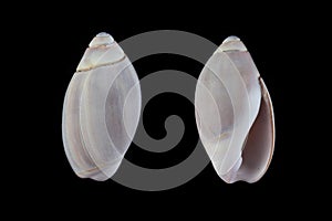 Variable dwarf olive-Olivella mutica