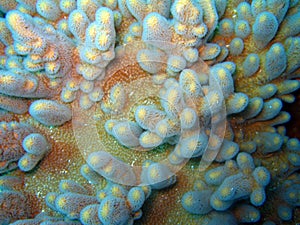 Variable Finger Coral