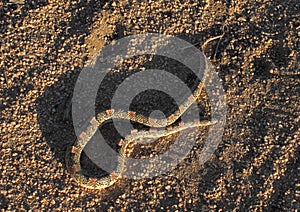 Variable Ground Snake CA Desert Reptile photo