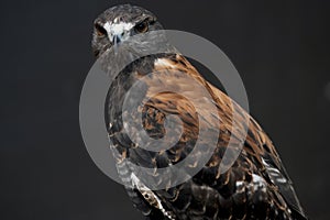 The Variable Hawk (Geranoaetus polyosoma