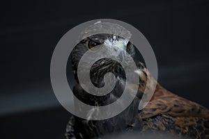 The Variable Hawk (Geranoaetus polyosoma