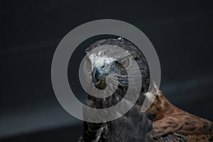 The Variable Hawk (Geranoaetus polyosoma