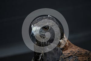 The Variable Hawk (Geranoaetus polyosoma