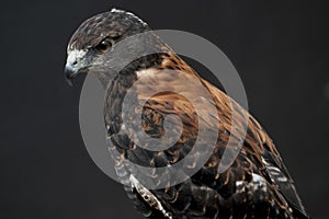 The Variable Hawk (Geranoaetus polyosoma