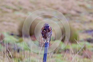 Variable Hawk Immature  843424