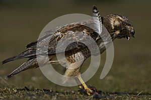 Variable Hawk with prey in the Falkland Islands