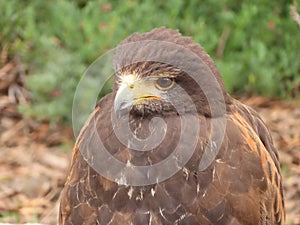 Variable Hawk