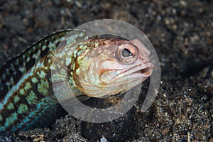 Variable Jawfish in Lembeh Strait, Indonesia