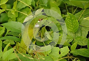 Variable Lizard In The Green Background