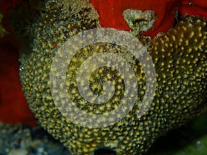 Variable loggerhead sponge (Ircinia variabilis) close-up undersea, Aegean Sea