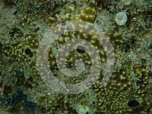 Variable loggerhead sponge (Ircinia variabilis) close-up undersea, Aegean Sea