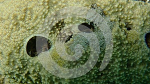 Variable loggerhead sponge (Ircinia variabilis) close-up undersea, Aegean Sea